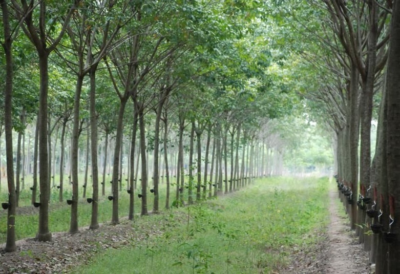 TT cao su châu Á ngày 7/8/2019: Giá tại Tokyo giảm phiên thứ 9 liên tiếp